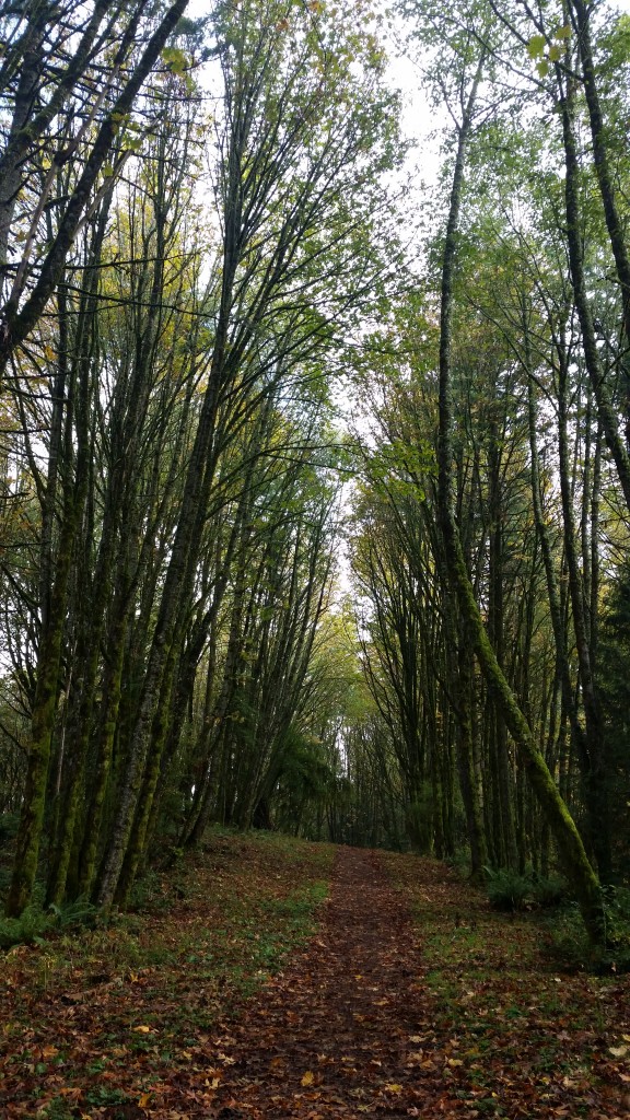 Trees in Forest Park